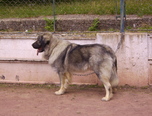 expozitie de frumusete canina c a c oradea 5