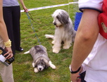 expozitie de frumusete canina c a c oradea 7