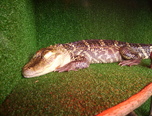 expozitie de reptile la oradea 9