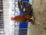 expozitie internationala de pasari si animale mici 4