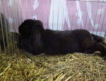 expozitie internationala de pasari si animale mici 7
