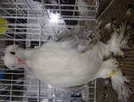 expozitie internationala de pasari si animale mici 10