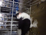 expozitie internationala de pasari si animale mici 12