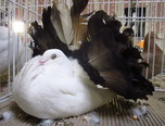 expozitie internationala de pasari si animale mici 13