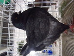 expozitie internationala de pasari si animale mici 18
